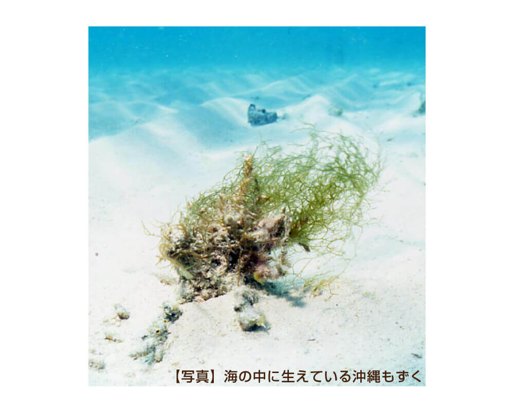 ミネラルが豊富な沖縄モズク